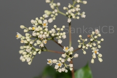 Trichilia connaroides